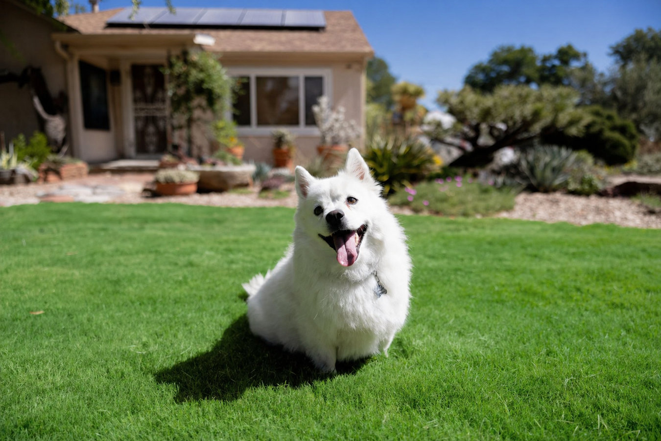 Pet-friendly turf in Bryan, TX